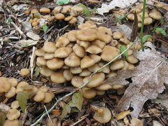Kuehneromyces marginellus