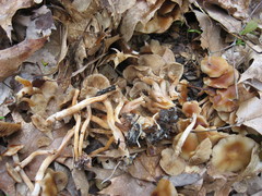 Kuehneromyces marginellus
