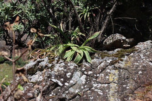 Merwilla plumbea, photograph 4