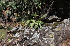 Merwilla plumbea, photograph (c) Tony Rebelo, some rights reserved (CC BY-SA)