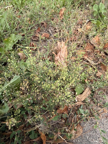 Narrow-leaved Pepperwort