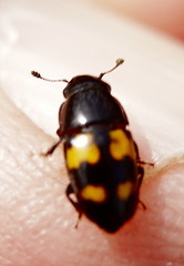 Glischrochilus fasciatus