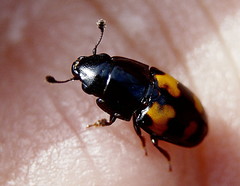 Glischrochilus fasciatus