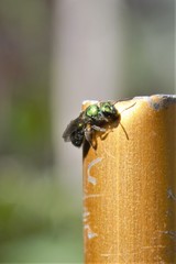 Augochlora