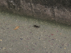 Pachycondyla crassinoda