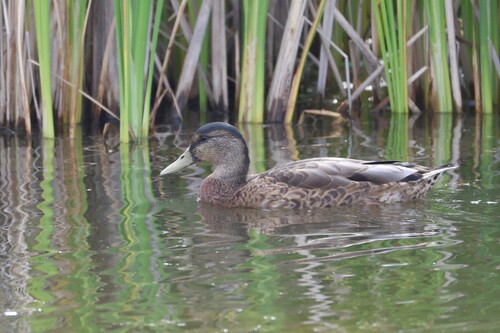 iNaturalist image