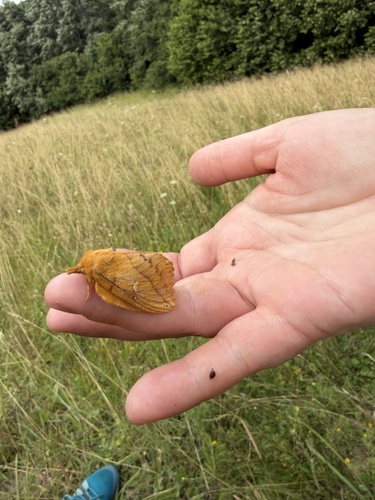 Drinker Moth