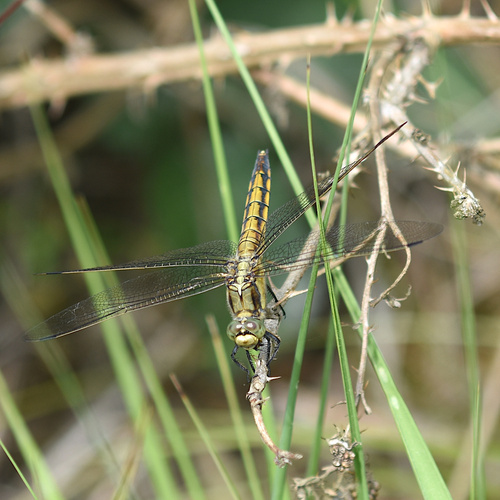 Black-tailed Skimmer