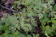 Dicentra canadensis