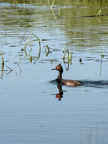 iNaturalist image