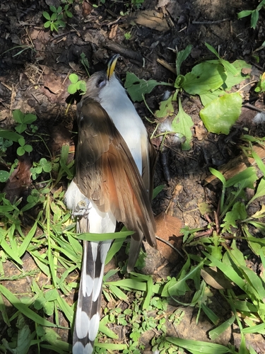 Yellow-billed Cuckoo
