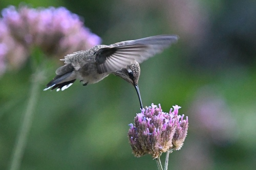 Black-chinned Hummingbird
