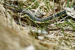 Thamnophis sirtalis semifasciatus