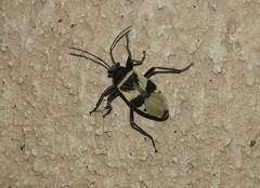 Largus fasciatus