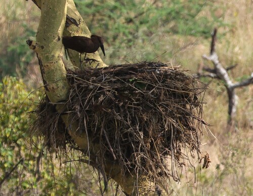 iNaturalist image