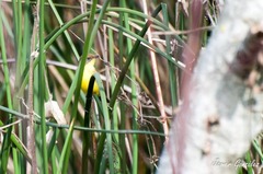 Pseudocolopteryx flaviventris