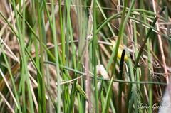 Pseudocolopteryx flaviventris