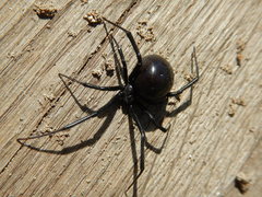 Latrodectus hesperus