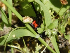 Latrodectus hesperus