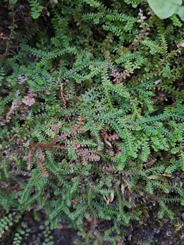Selaginella helvetica, photograph 5