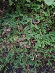 Selaginella helvetica, photograph (c) Amelie Jorns, some rights reserved (CC BY)