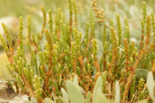 Salicornia perennis, photograph 3