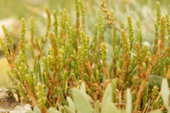 (c) Alex Press, some rights reserved (CC BY) Salicornia perennis, photograph (c) Alex Press, some rights reserved (CC BY)
