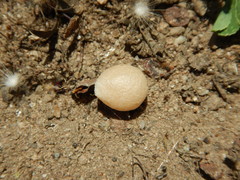Latrodectus hesperus