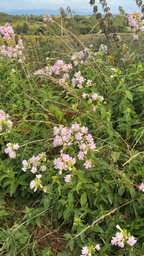 common soapwort