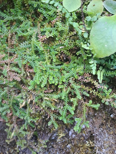 Selaginella helvetica, photograph 6