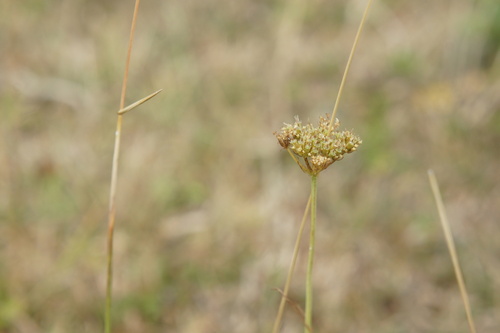 Oenanthe pimpinelloides, photograph 2