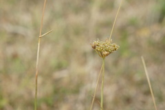 Oenanthe pimpinelloides, photograph (c) Alex Press, some rights reserved (CC BY)