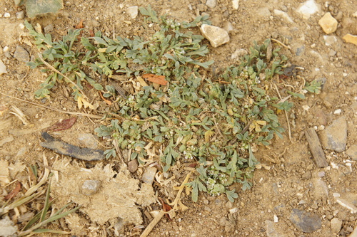 Lepidium coronopus, photograph 5