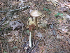 Entoloma vernum