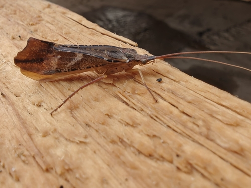 Inimical Northern Caddisfly