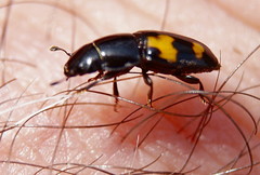 Glischrochilus fasciatus