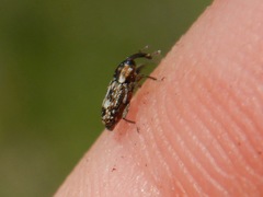 Cosmobaris scolopacea