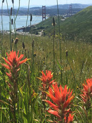 Castilleja affinis