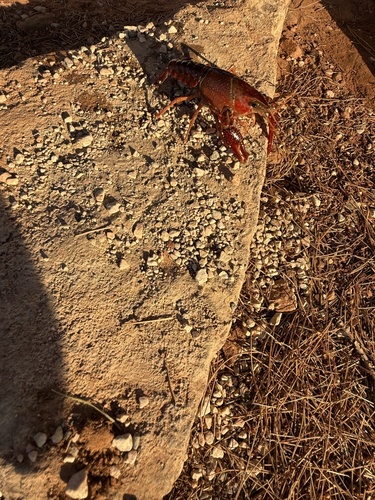 Red Swamp Crayfish