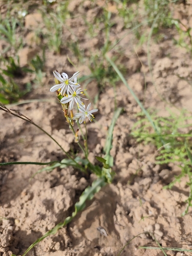 Chlorophytum graminifolium, photograph 4