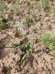 (c) Jeanette Clarke, some rights reserved (CC BY-SA) Chlorophytum graminifolium, photograph (c) Jeanette Clarke, some rights reserved (CC BY-SA)