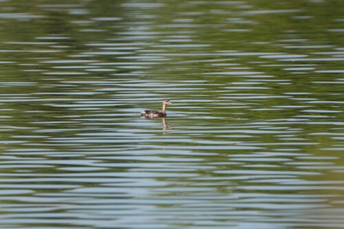 iNaturalist image