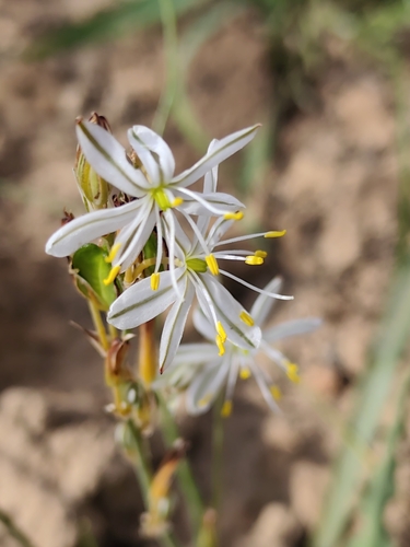 Chlorophytum graminifolium, photograph 5