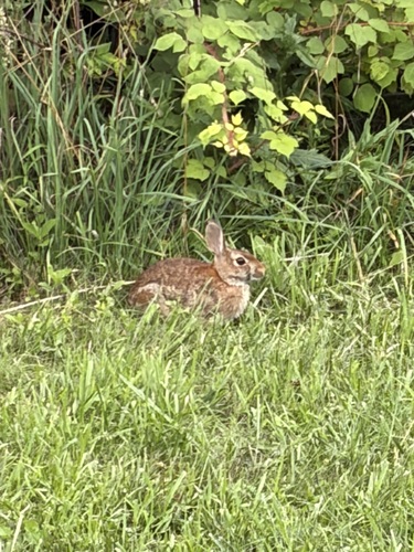 Appalachian Cottontail observed by kristin-marie