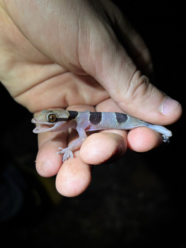 Nkoelon Half-toed Gecko