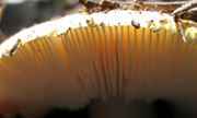 Amanita aprica image