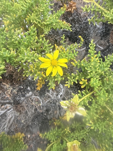 Lecocarpus pinnatifidus observed 2026-07-25