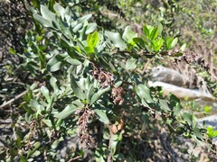 Escallonia illinita