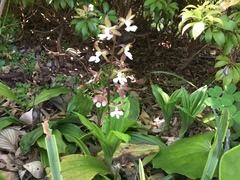 Calanthe discolor