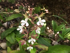 Calanthe discolor